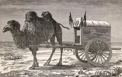 Ein Kamel zieht eine Kutsche durch die Wüste Gobi, Asien, aus 